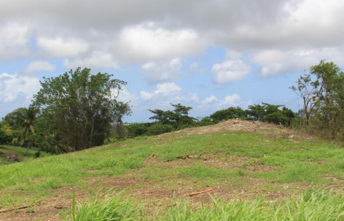 The Farm
