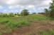 The Farm